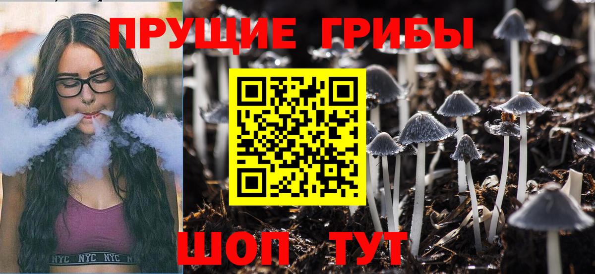 Галлюциногенные грибы Psilocybe Томск